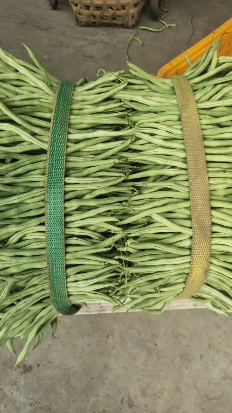 山东精品无筋豆/芸豆四季豆白不老无丝豆电商货各种规格齐全