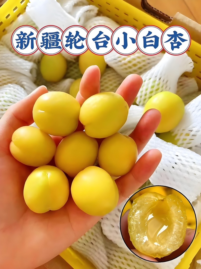 新疆轮台小白杏新疆产地直发，批量空运甜杏