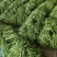 山东精品无筋豆/芸豆四季豆白不老无丝豆电商货各种规格齐全