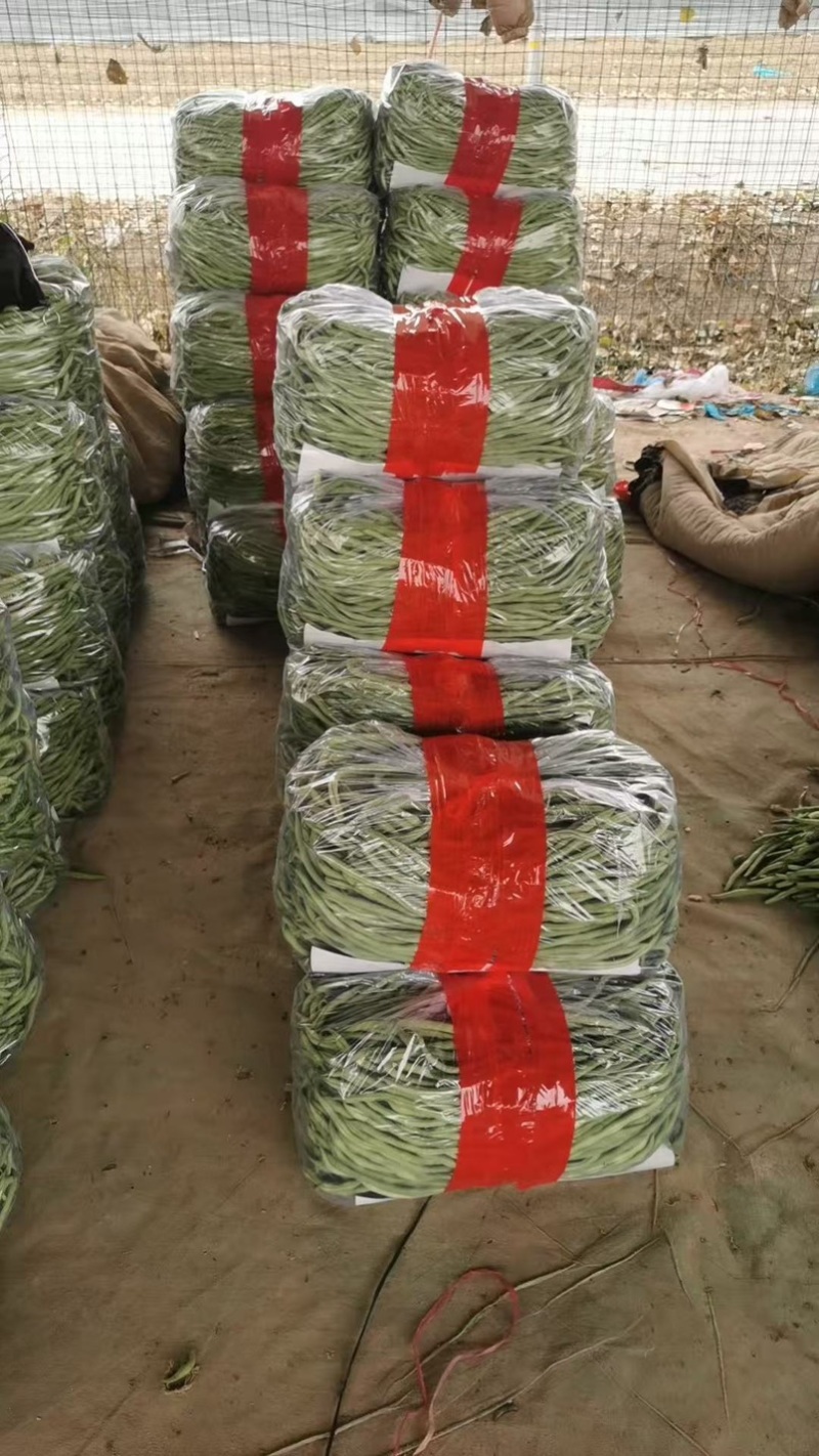 山东精品无筋豆/芸豆四季豆白不老无丝豆电商货各种规格齐全