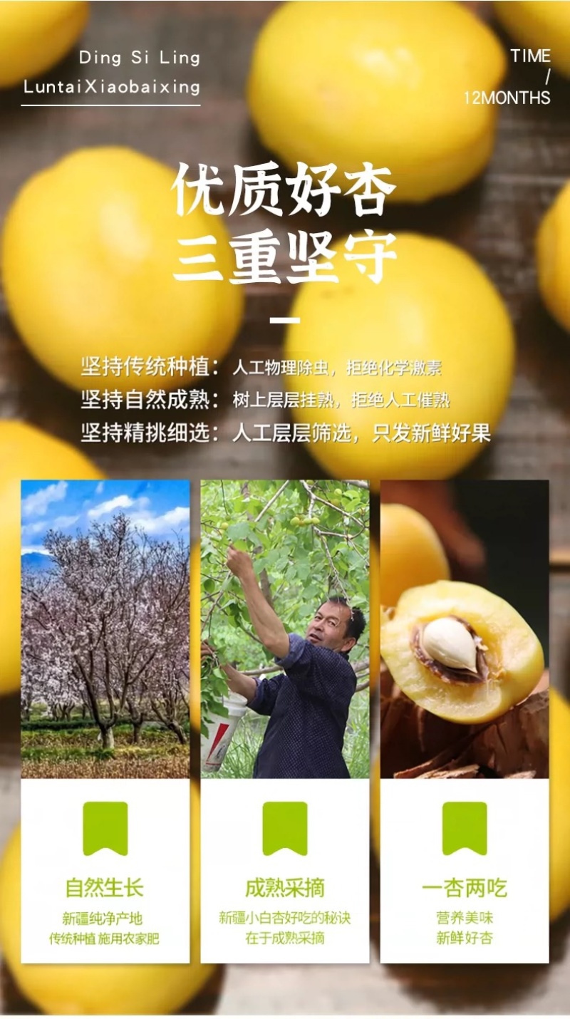 新疆轮台小白杏新疆产地直发，批量空运甜杏