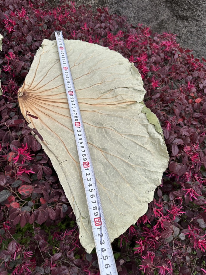 干荷叶整张