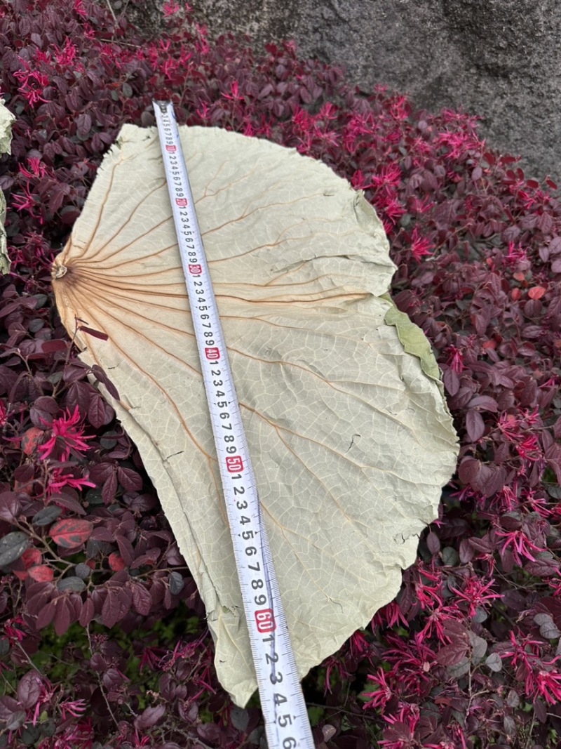 干荷叶整张