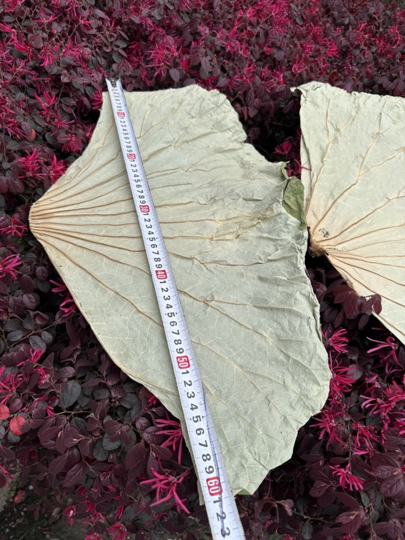 干荷叶整张
