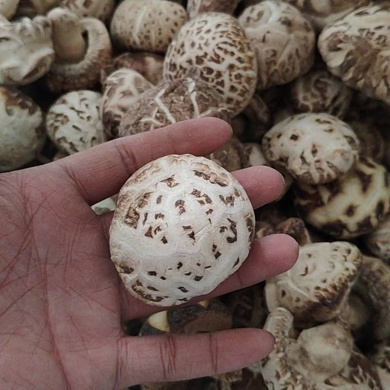 河南泌阳优质干花菇未去脚肉厚香浓海量货源稳定供货