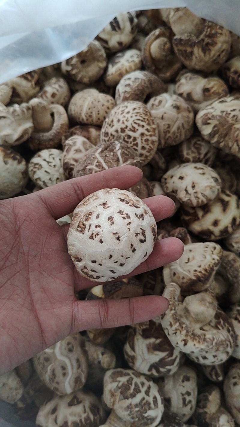河南泌阳优质干花菇未去脚肉厚香浓海量货源稳定供货