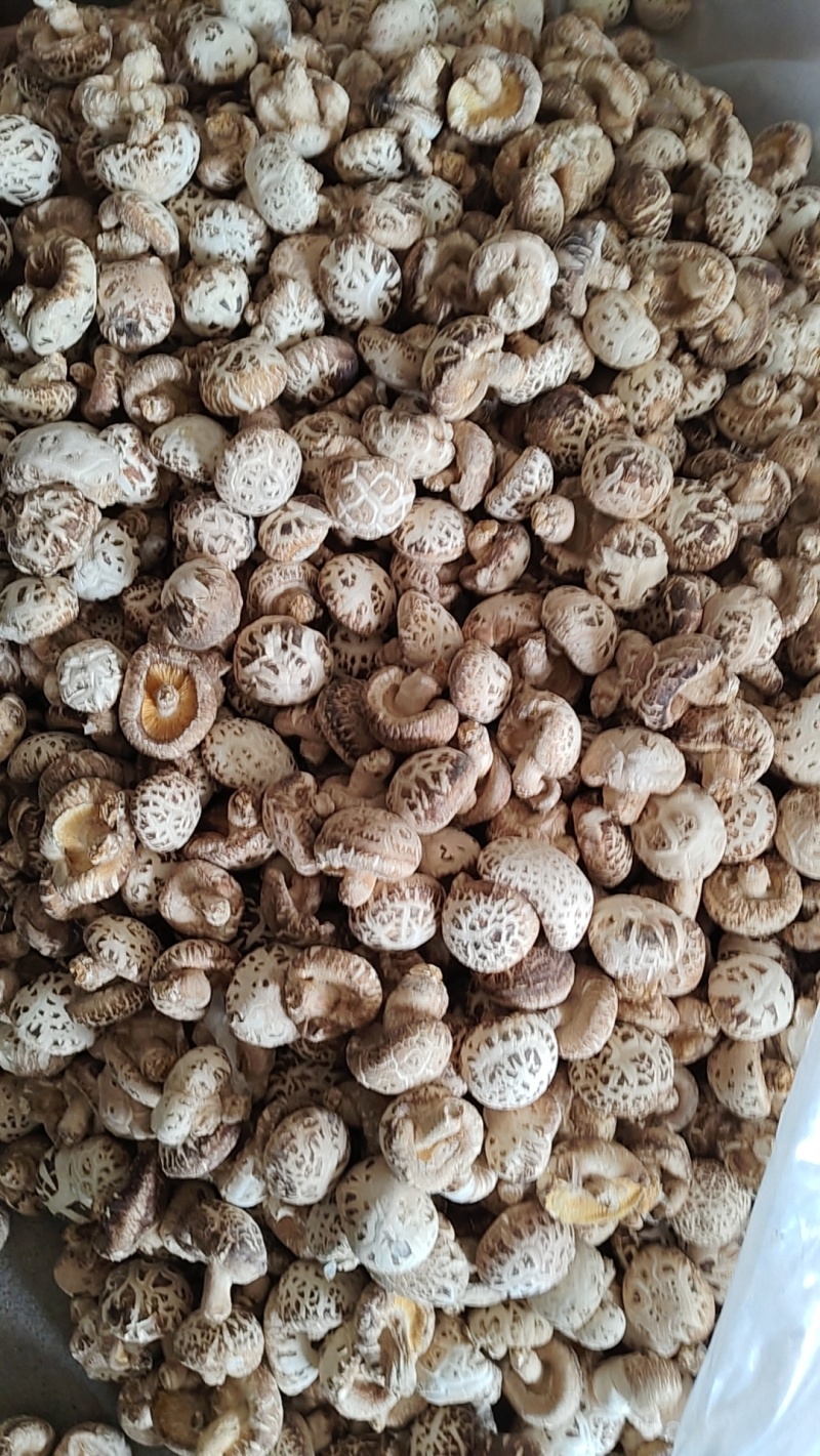 河南泌阳优质干花菇未去脚肉厚香浓海量货源稳定供货