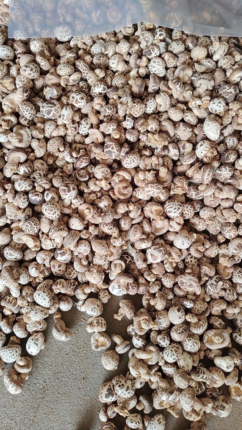 河南泌阳优质干花菇未去脚肉厚香浓海量货源稳定供货