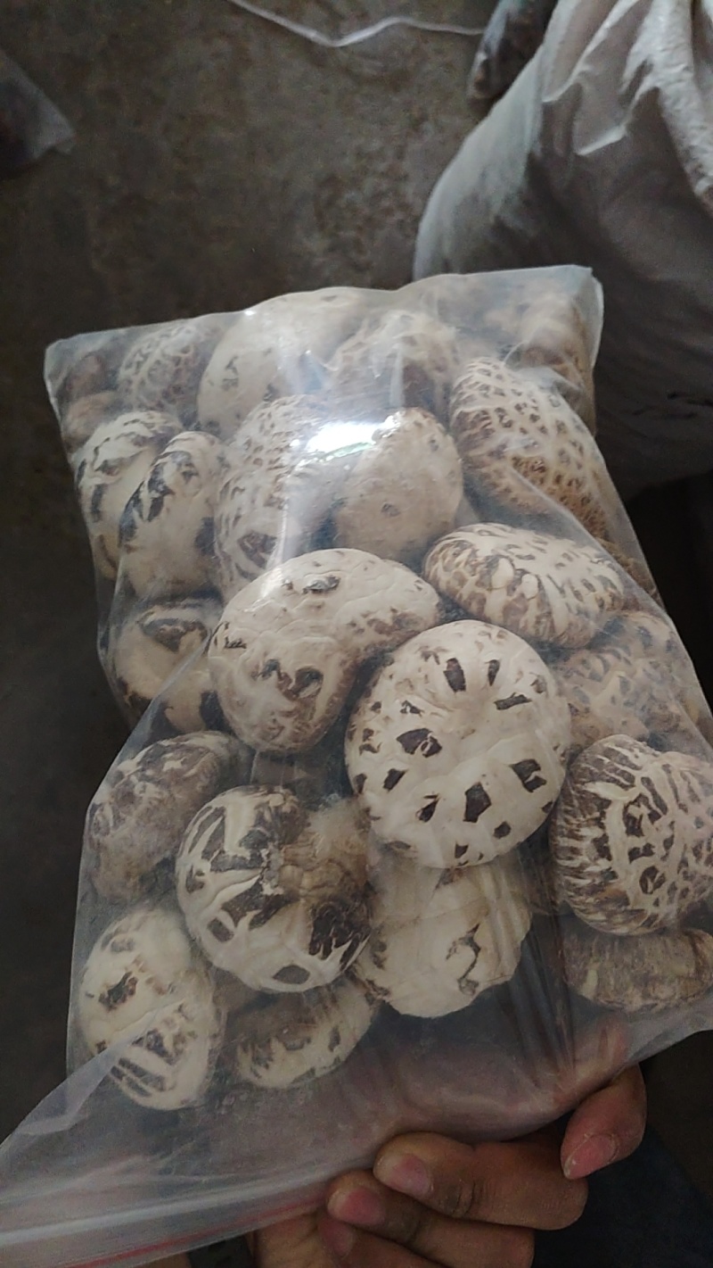 河南泌阳优质干花菇未去脚肉厚香浓海量货源稳定供货