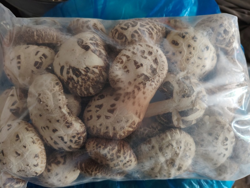 河南泌阳优质干花菇未去脚肉厚香浓海量货源稳定供货