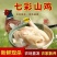 野鸡白条七彩山鸡