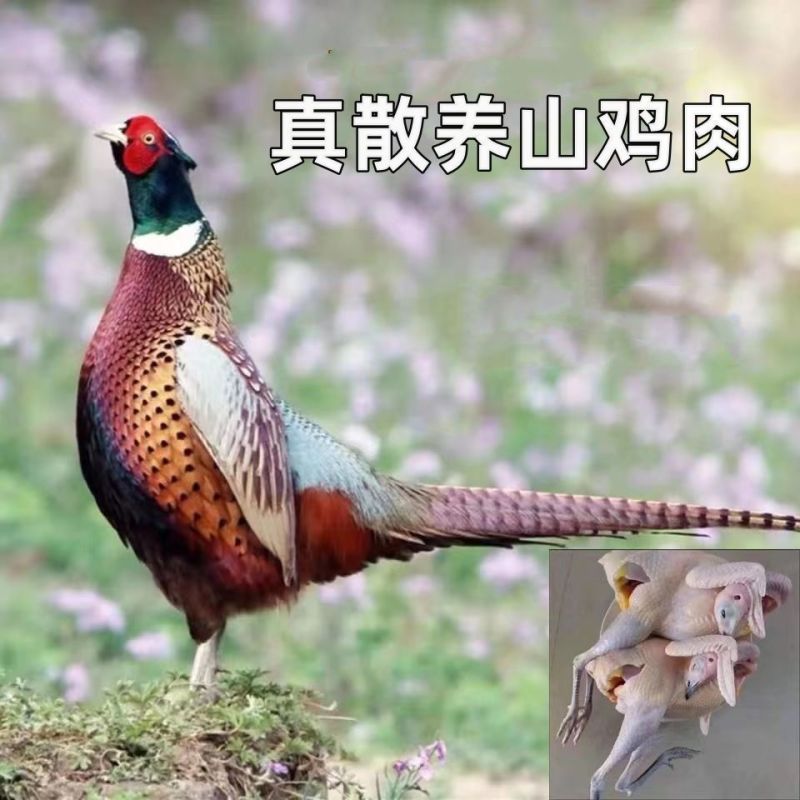 野鸡白条七彩山鸡