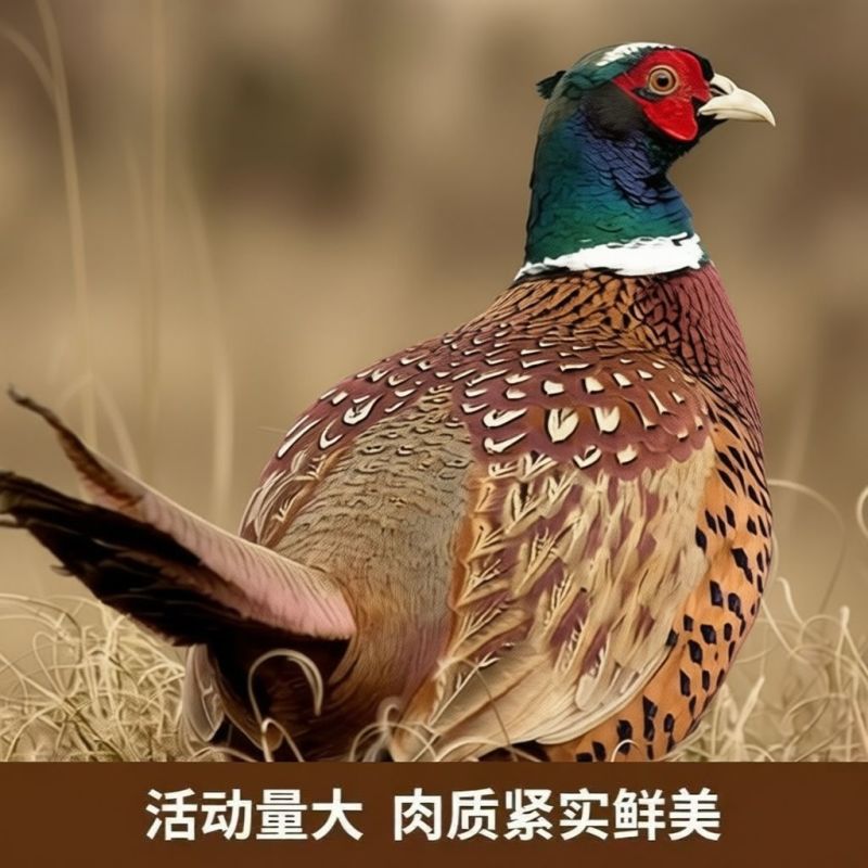 野鸡白条七彩山鸡