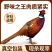 野鸡白条七彩山鸡