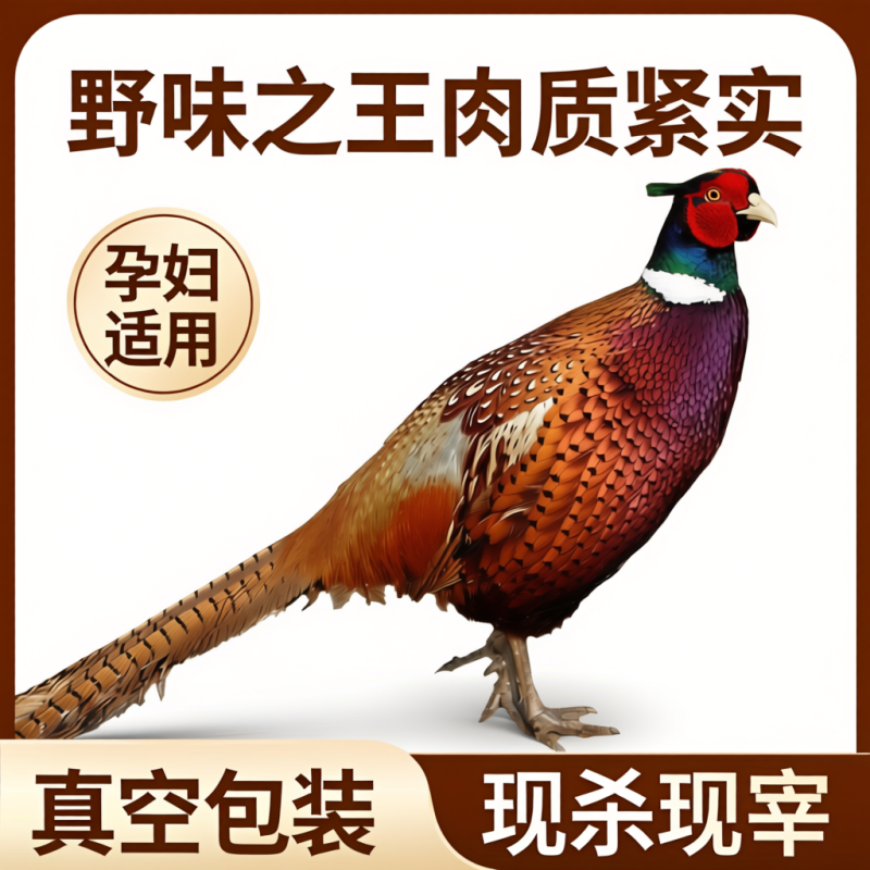 野鸡白条七彩山鸡