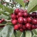 【精品】红灯樱桃大量上市对接全国罐头厂酿酒厂电商！