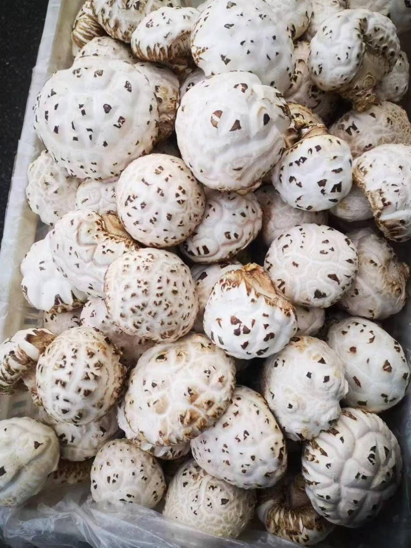 河南泌阳优质干花菇未去脚肉厚香浓海量货源稳定供货