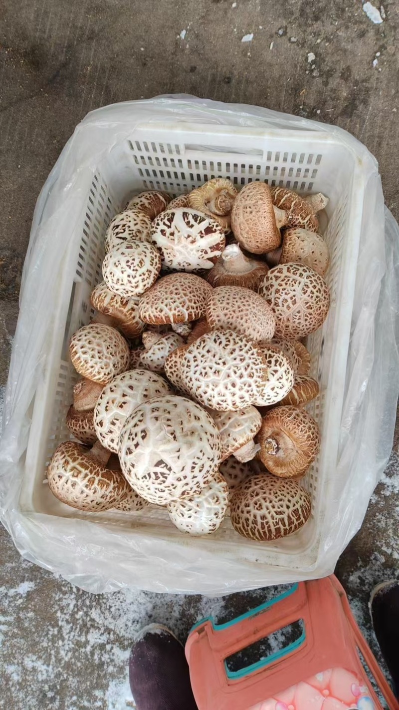 河南泌阳优质干花菇未去脚肉厚香浓海量货源稳定供货
