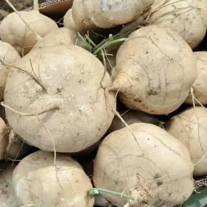 热推徐闻凉薯也称白地瓜，货源充足，量大从优，一件代发