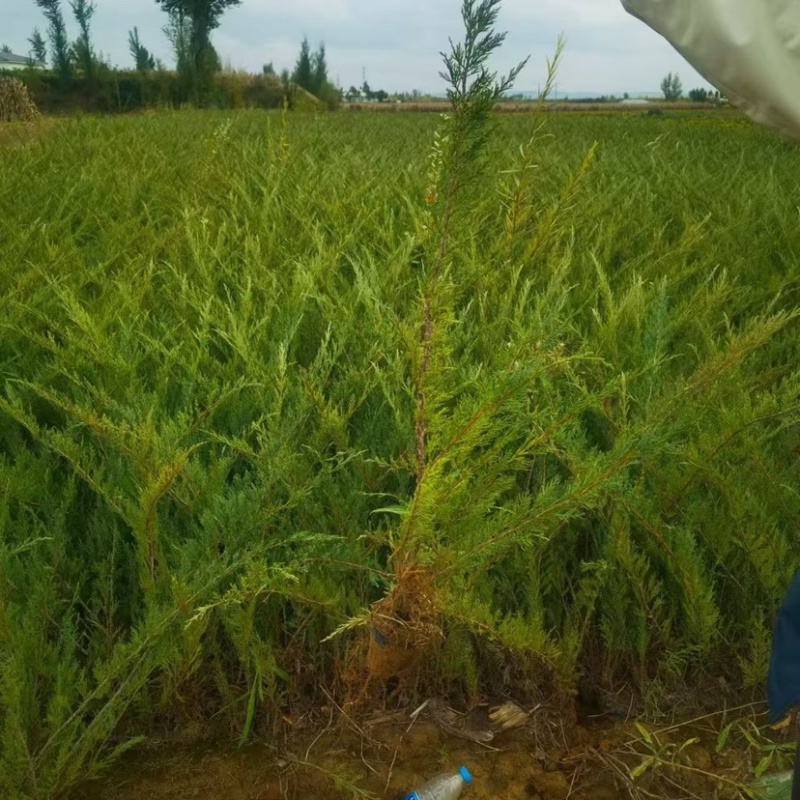沙地柏树苗大量供应品质保证诚信经营欢迎老板来电洽谈