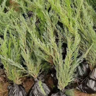 沙地柏树苗大量供应品质保证诚信经营欢迎老板来电洽谈