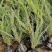 沙地柏树苗大量供应品质保证诚信经营欢迎老板来电洽谈