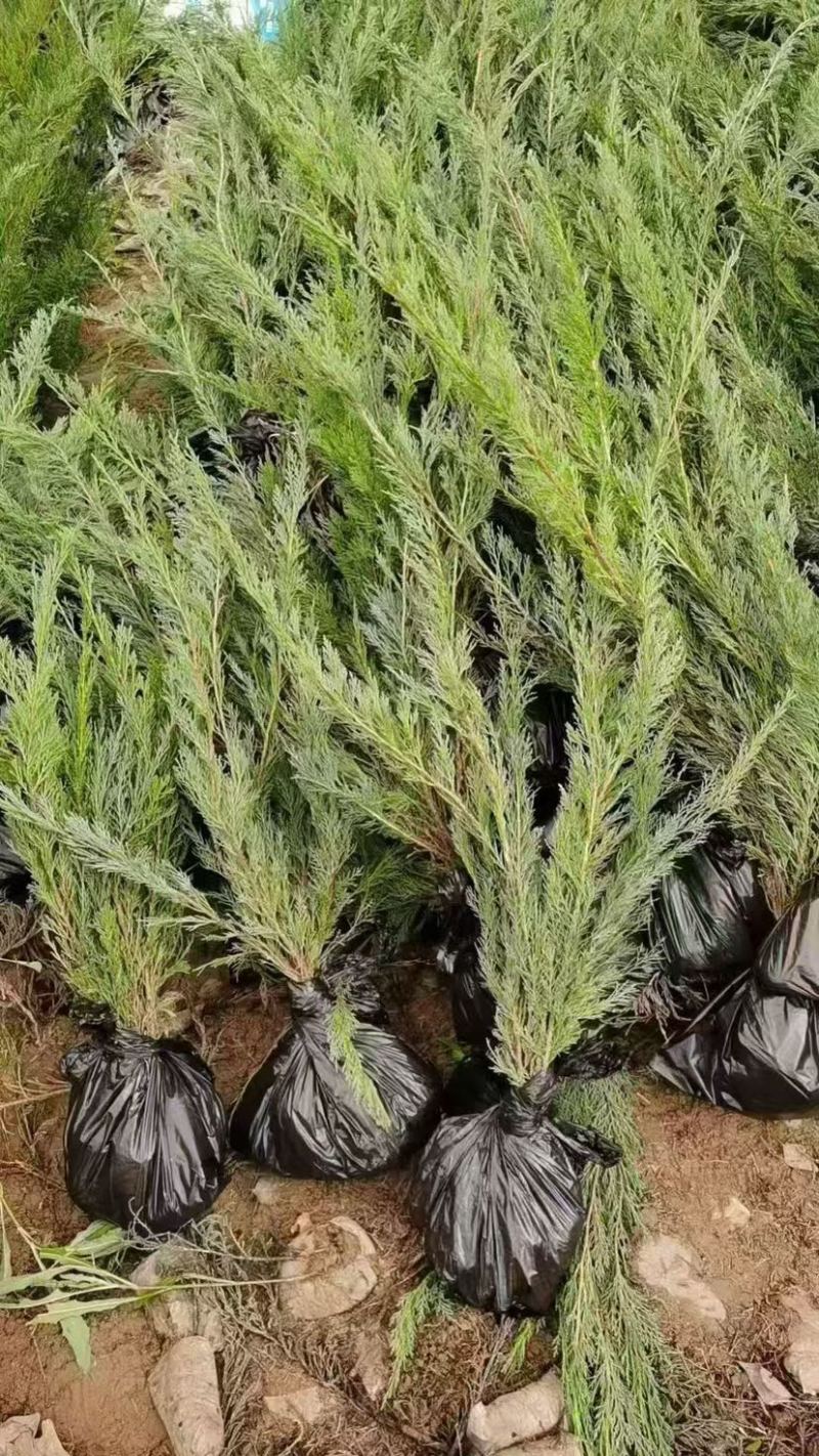 沙地柏树苗大量供应品质保证诚信经营欢迎老板来电洽谈