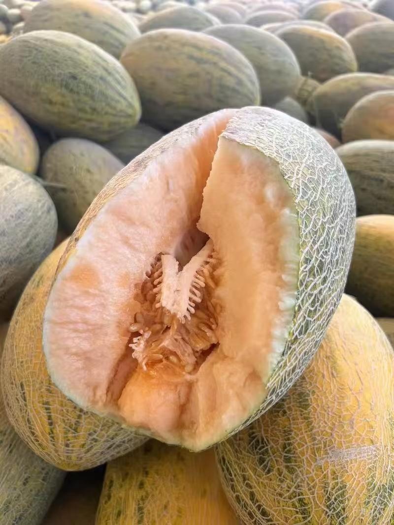 【精品】新疆哈密瓜86哈密瓜大量上市对接全国客商