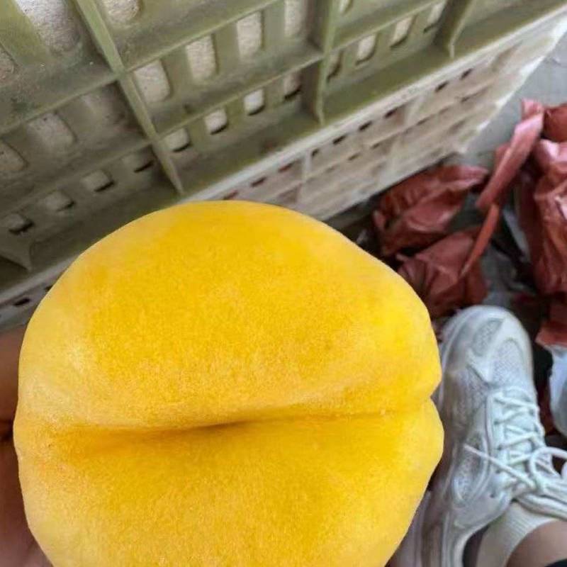 陕西大荔黄桃黄金蜜黄金凤超霸锦绣黄桃基地直供量大从优