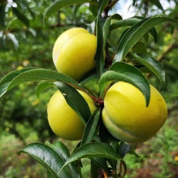 六马镇正宗蜂糖李高糖多汁皮薄肉厚产地直销现摘现发