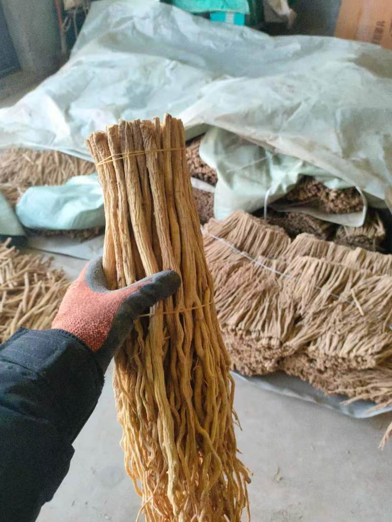 甘肃防风大量供应，一手货源，品质保证，量大从优甜口防风