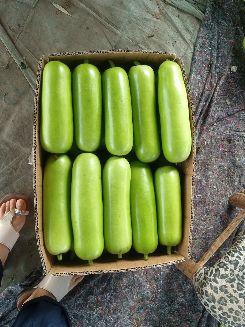 焦作博爱精品瓠子瓜大量上市，颜色绿，个头均匀，条形好，欢