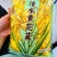 清水黄花菜，袋装清水黄花菜，对接全国市场，欢迎咨询