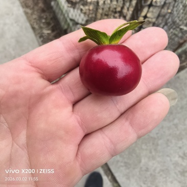 金弹子挂果树桩树苗盆栽花卉