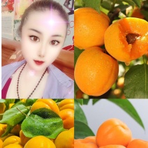 山东杏/山东金太阳杏/对接电商平台市场加工厂一条龙服务可