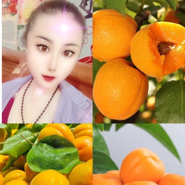 山东杏/山东金太阳杏/对接电商平台市场加工厂一条龙服务可