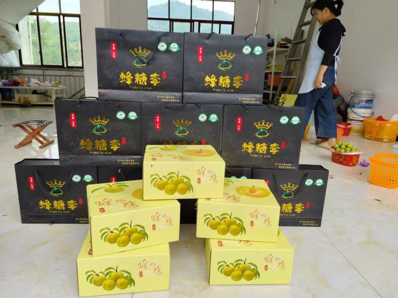 六马镇正宗蜂糖李高糖多汁皮薄肉厚产地直销现摘现发