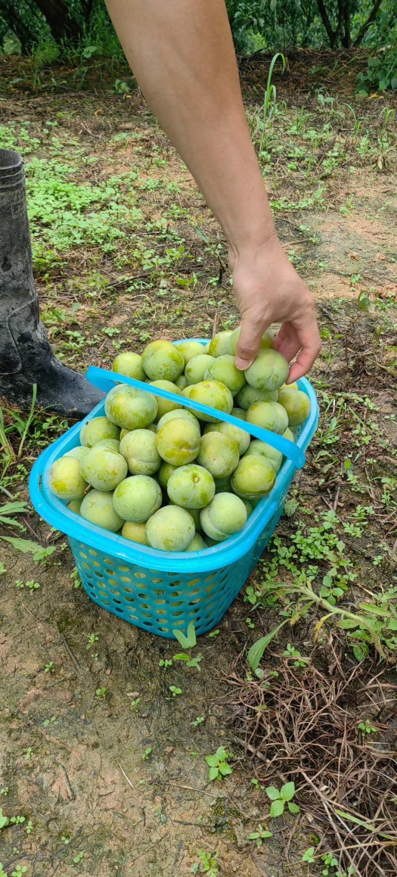 六马镇正宗蜂糖李高糖多汁皮薄肉厚产地直销现摘现发