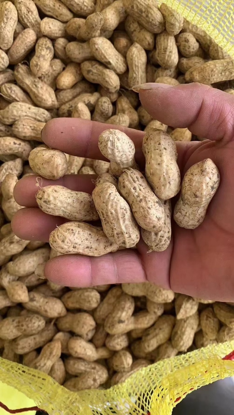 精品花生产地直发
