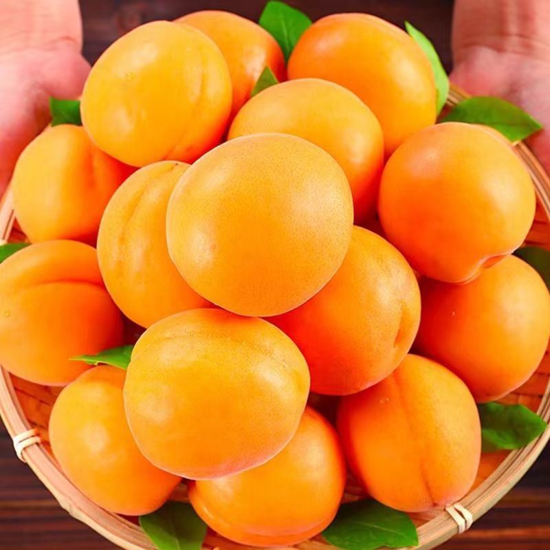 山东杏/山东金太阳杏/对接电商平台市场加工厂一条龙服务可