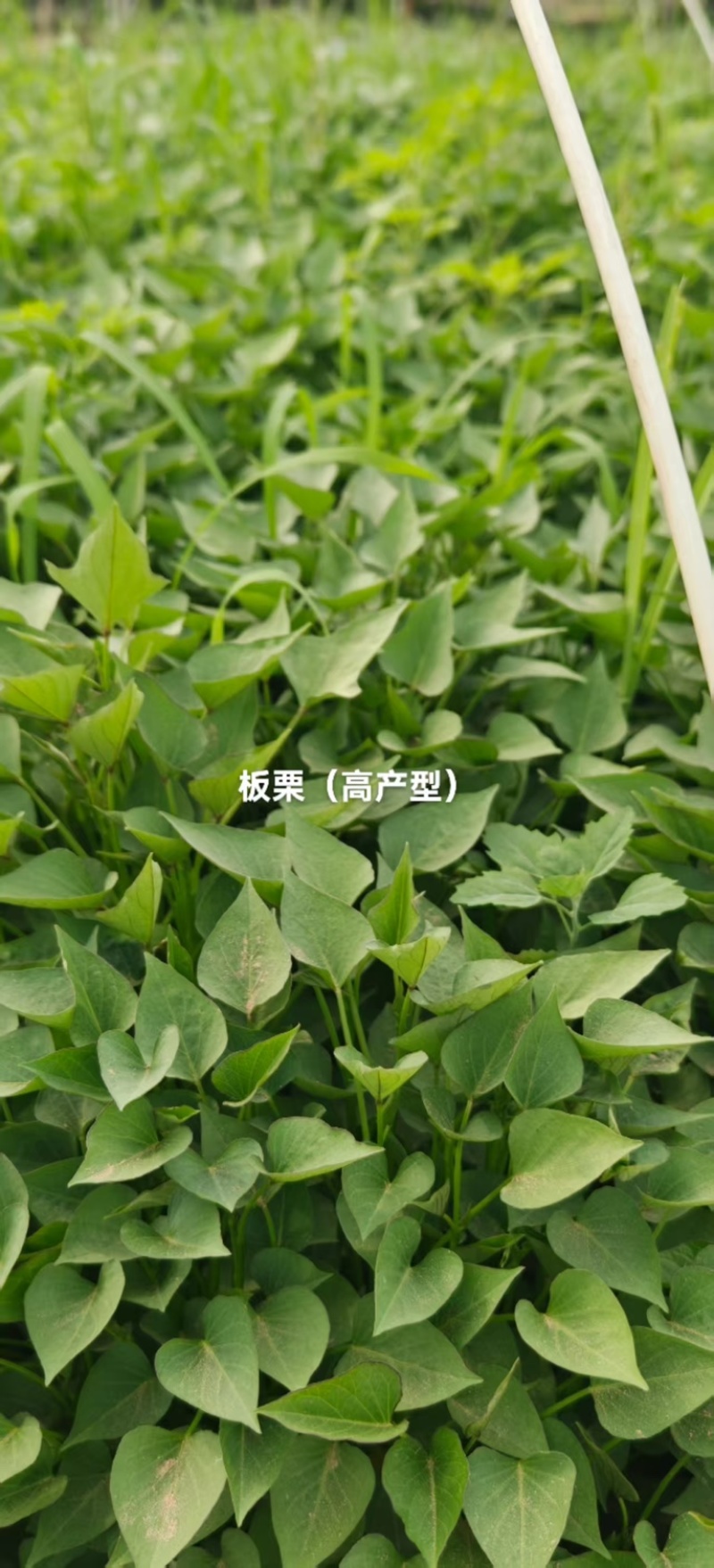 白哈密薯苗，商薯苗，烟薯苗，西瓜红，白哈密，支持视频看货