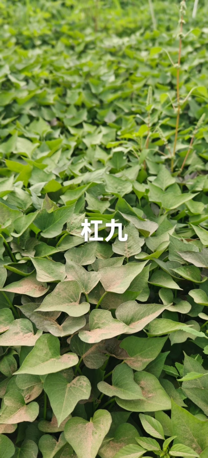 白哈密薯苗，商薯苗，烟薯苗，西瓜红，白哈密，支持视频看货