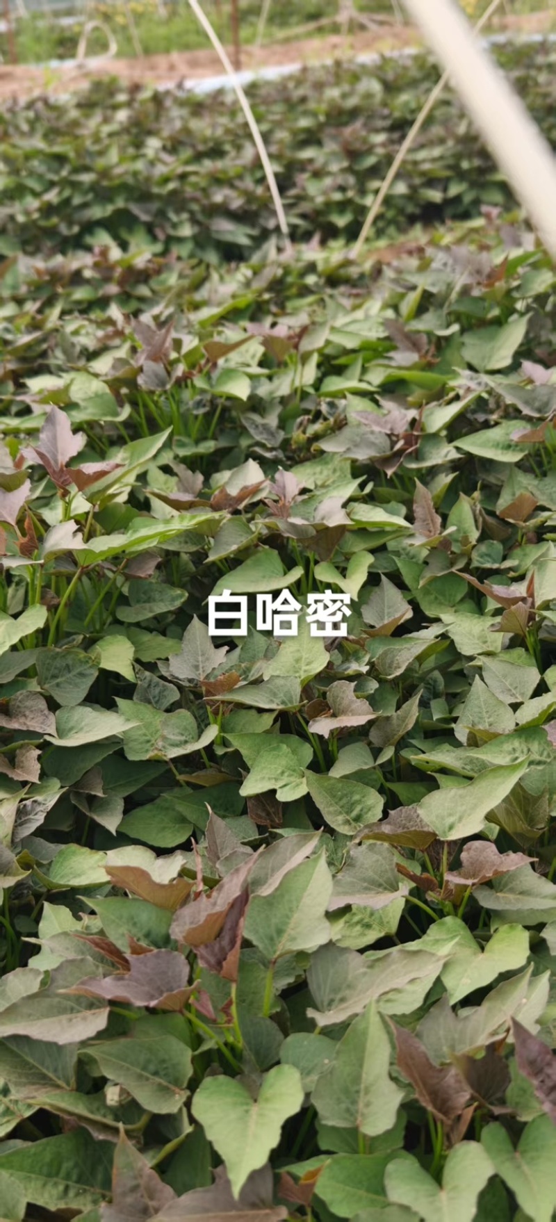 白哈密薯苗，商薯苗，烟薯苗，西瓜红，白哈密，支持视频看货