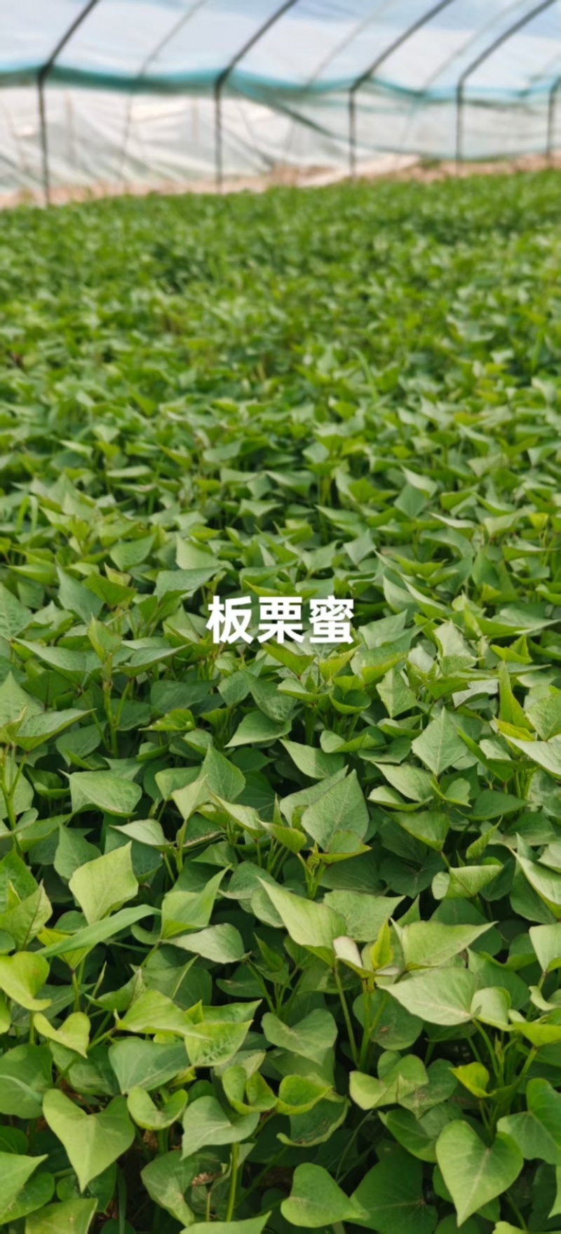 白哈密薯苗，商薯苗，烟薯苗，西瓜红，白哈密，支持视频看货