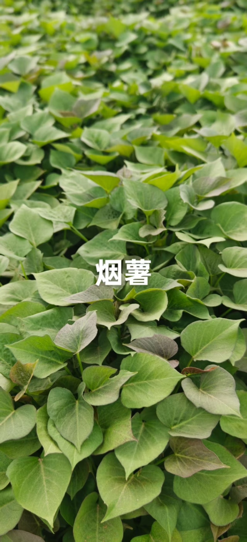 白哈密薯苗，商薯苗，烟薯苗，西瓜红，白哈密，支持视频看货