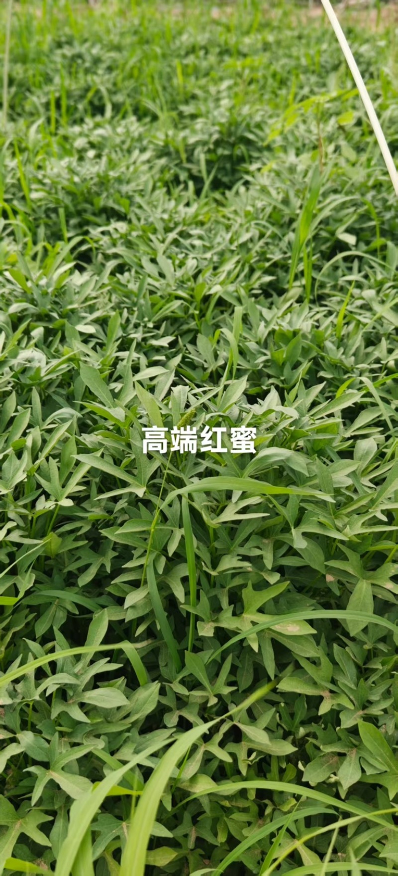 白哈密薯苗，商薯苗，烟薯苗，西瓜红，白哈密，支持视频看货