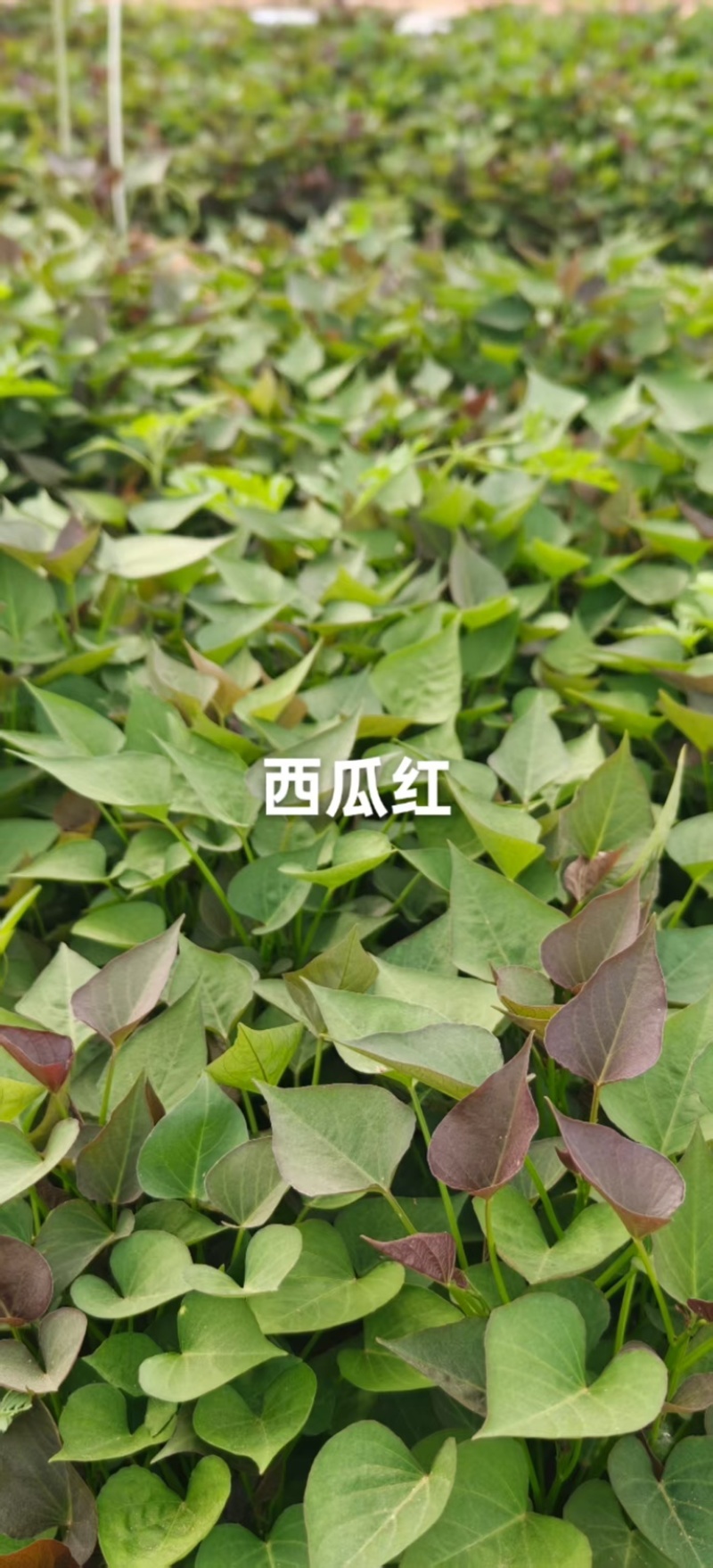 白哈密薯苗，商薯苗，烟薯苗，西瓜红，白哈密，支持视频看货