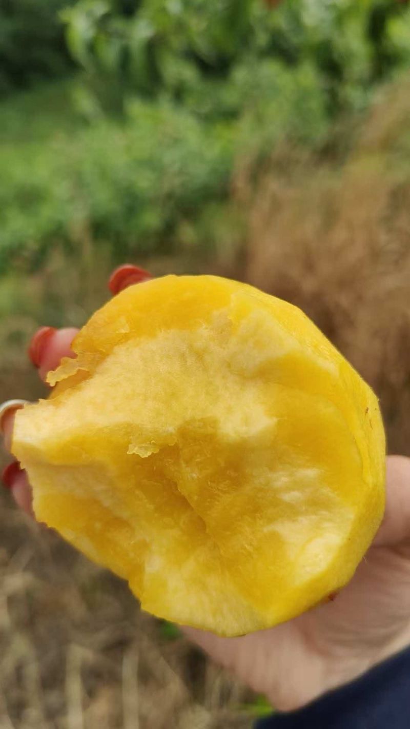 精品黄桃，又脆又甜，个头大，颜色好，果肉黄。