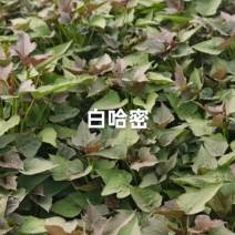 白哈密薯苗，商薯苗，烟薯苗，西瓜红，白哈密，支持视频看货