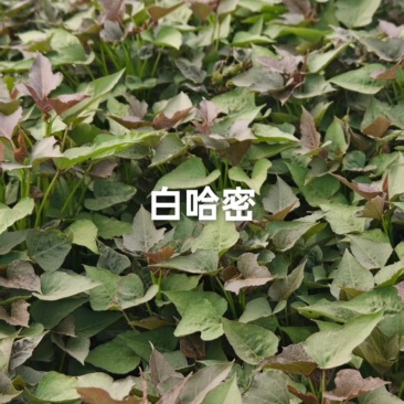 白哈密薯苗，商薯苗，烟薯苗，西瓜红，白哈密，支持视频看货